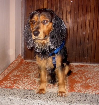Moje štěndo Kubík, 11měsíců, kříženec
